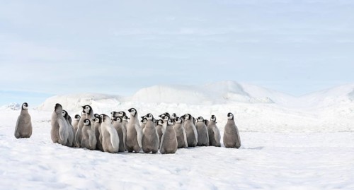 Group of little emperor penguins