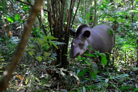 Lowland tapir
