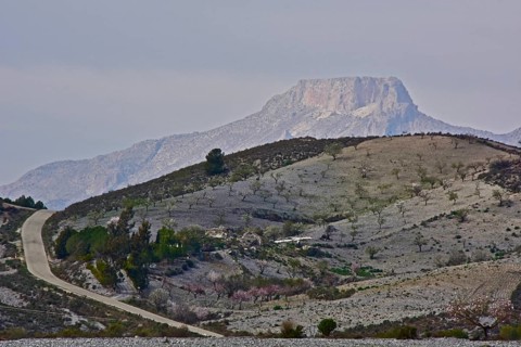 Almond plantation in the mountains with La Muela mountain