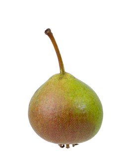 Pear variety Gruenmostler