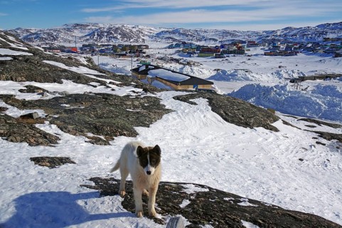 Young sled dog posing in winter landscape