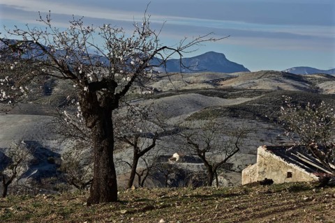 Blossoming almond tree in front of farmhouse with mountain wall