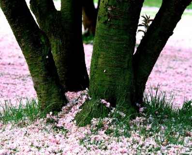 Japanese cherry tree
