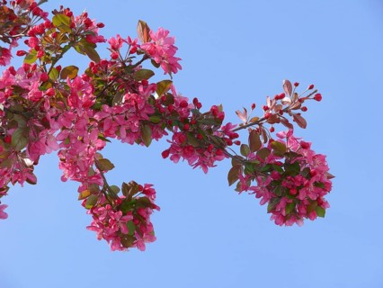 Ornamental apple