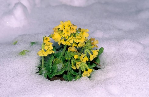 True oxlip