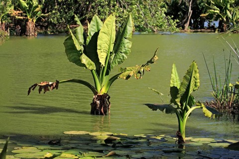 Elephant Ear taro