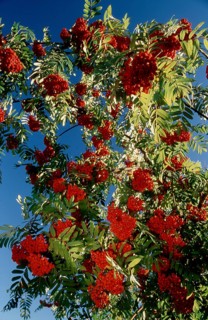 European rowan