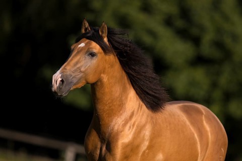 Pura Raza Espanola stallion dun with flowing mane in moving portrait