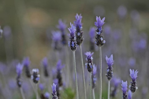 Wild lavender
