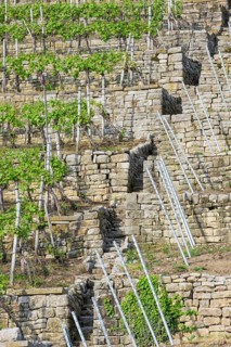 Vineyard stairs