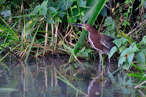 Rufescent tiger heron