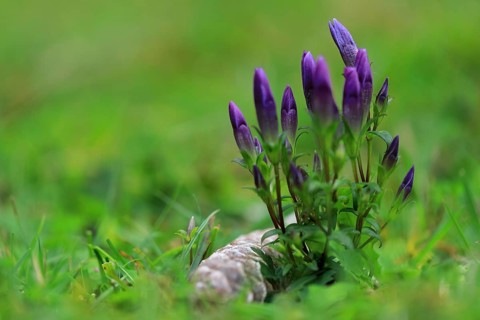 Autumn felwort