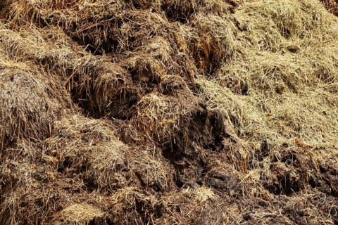 Dung heap