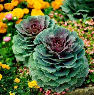 Ornamental kale