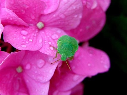 Green stink bug
