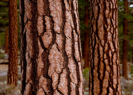 Tree bark