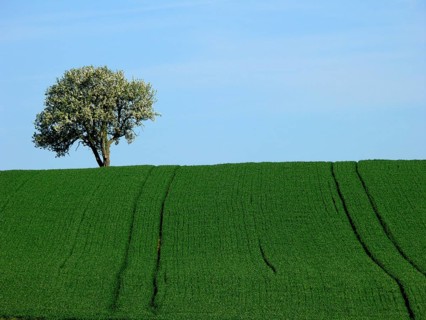 Pear tree
