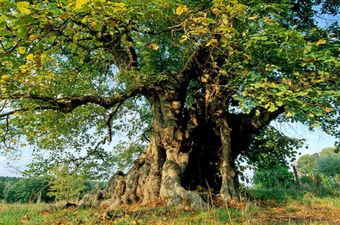 800 year old lime tree