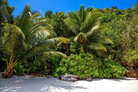 Palm trees on Petite Anse beach with granite rocks