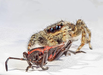 Fire bug