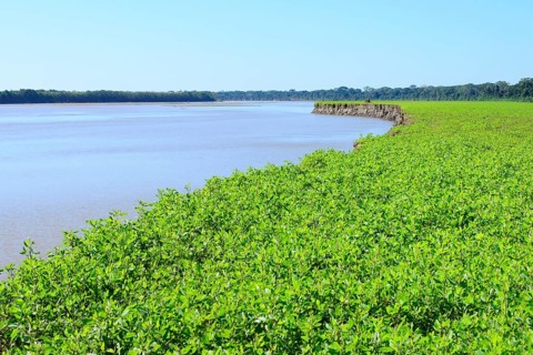 Overgrown clay bank of the Rio Alto Beni