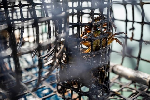 Small crabs used as bait in octopus traps in Alvor