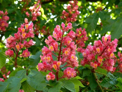 Red-flowered Horse Chestnut