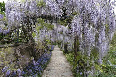 Wisterias