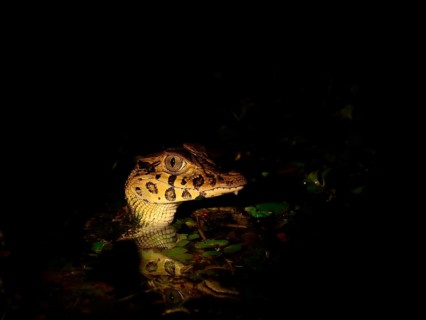 Young yacare caiman