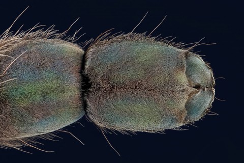 Underside of a spider's foot