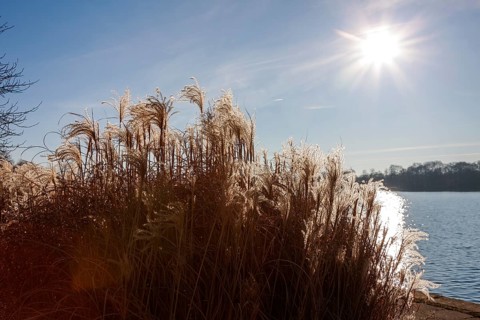 Reed