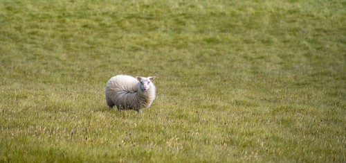 Single sheep in a meadow