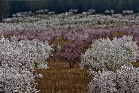 Red and white almond orchard in full bloom