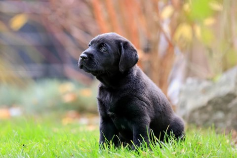 Labrador domestic dog