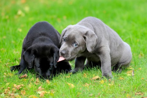 Labrador domestic dog
