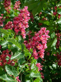 Red-flowered Horse Chestnut