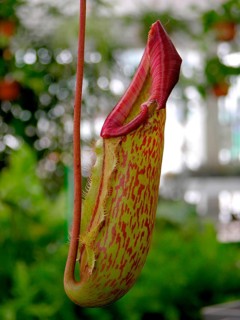 Tubular plant