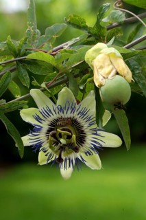 Passion flower passion fruit