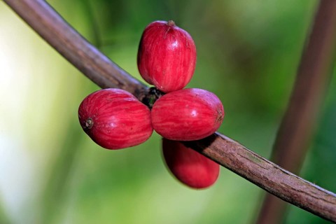 Coffee bush Arabian arabica coffee