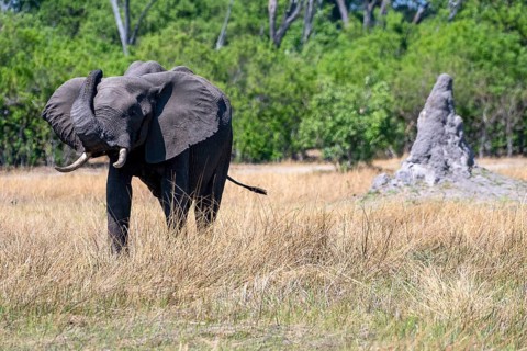 African elephant