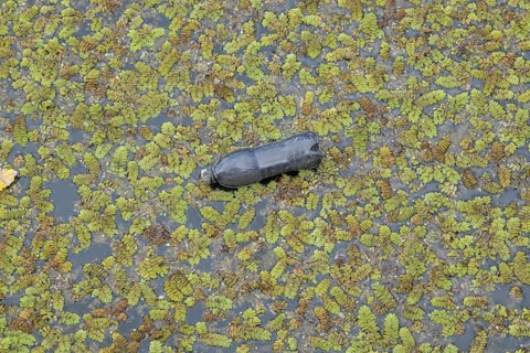 Plastic bottles swims on Floating Watermoss