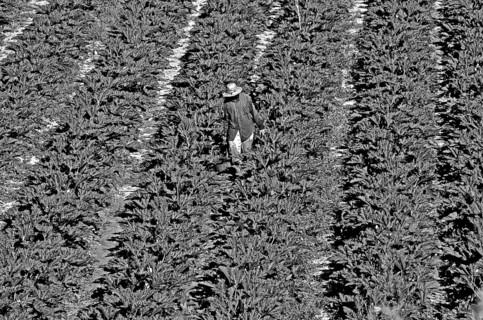 Field worker harvesting