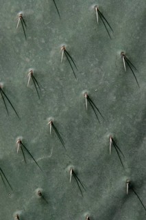Chumbo cactus