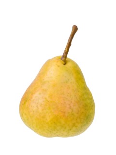 Pear variety Summer apothecary pear