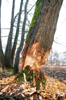 Beaver damage or gnaw marks on a tree in a small forest near a watercourse