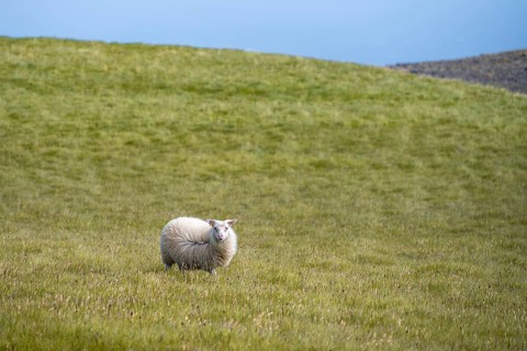 Single sheep in a meadow