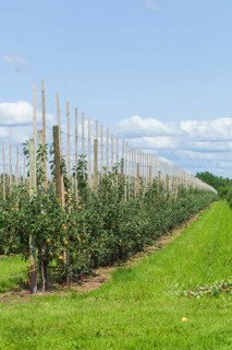 Apple orchard