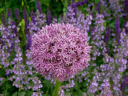 Giant onion