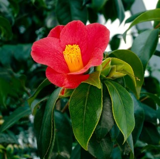 Camellia japanese camellia