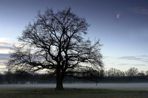 Old tree at dawn in the nature reserve in Fuerth in Franconia in Bavaria in Germany